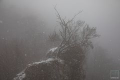 Schneefall & Nebel