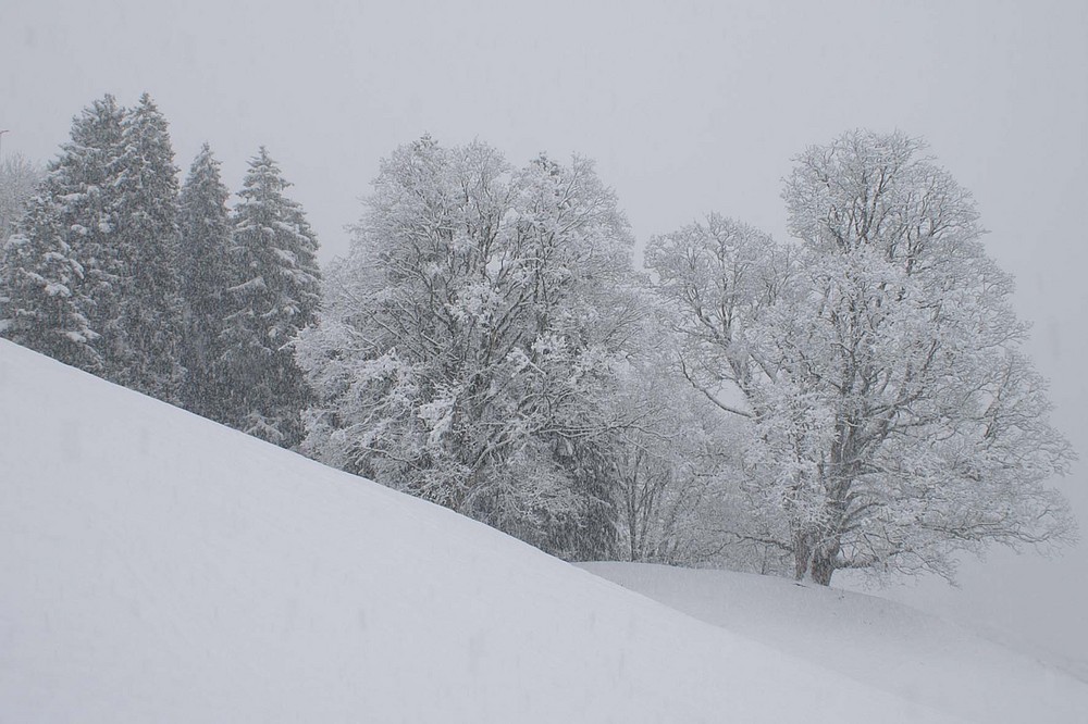 Schneefall; Tannen und Bergahorn in Grindelwald