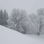 Schneefall; Tannen und Bergahorn in Grindelwald