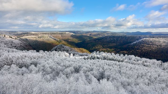 Schneefallgrenze im Pfälzerwald, Blick vom Luitpoldturm am 3.01.2025, die Fernsicht war…