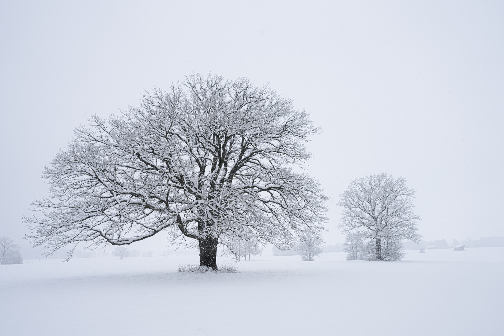 Schneefallimpressionen (2)