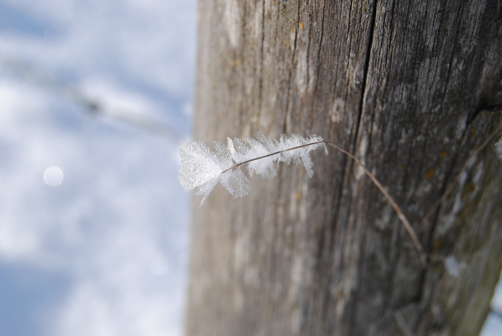 Schneefeder