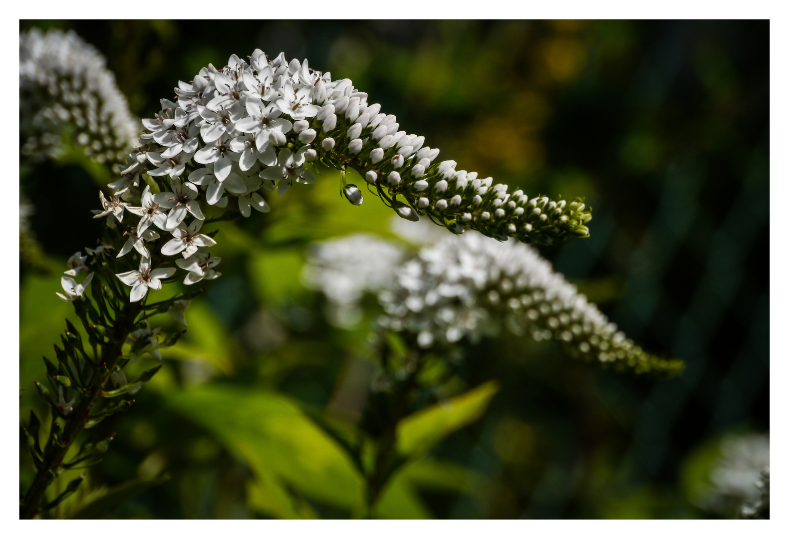 Schneefelberich, 2