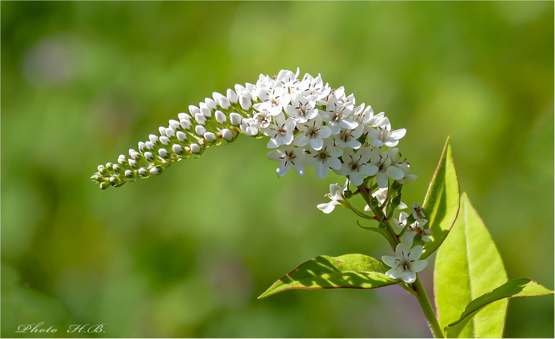 Schneefelberich  -  Lysimachia clethroides