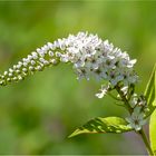 Schneefelberich  -  Lysimachia clethroides