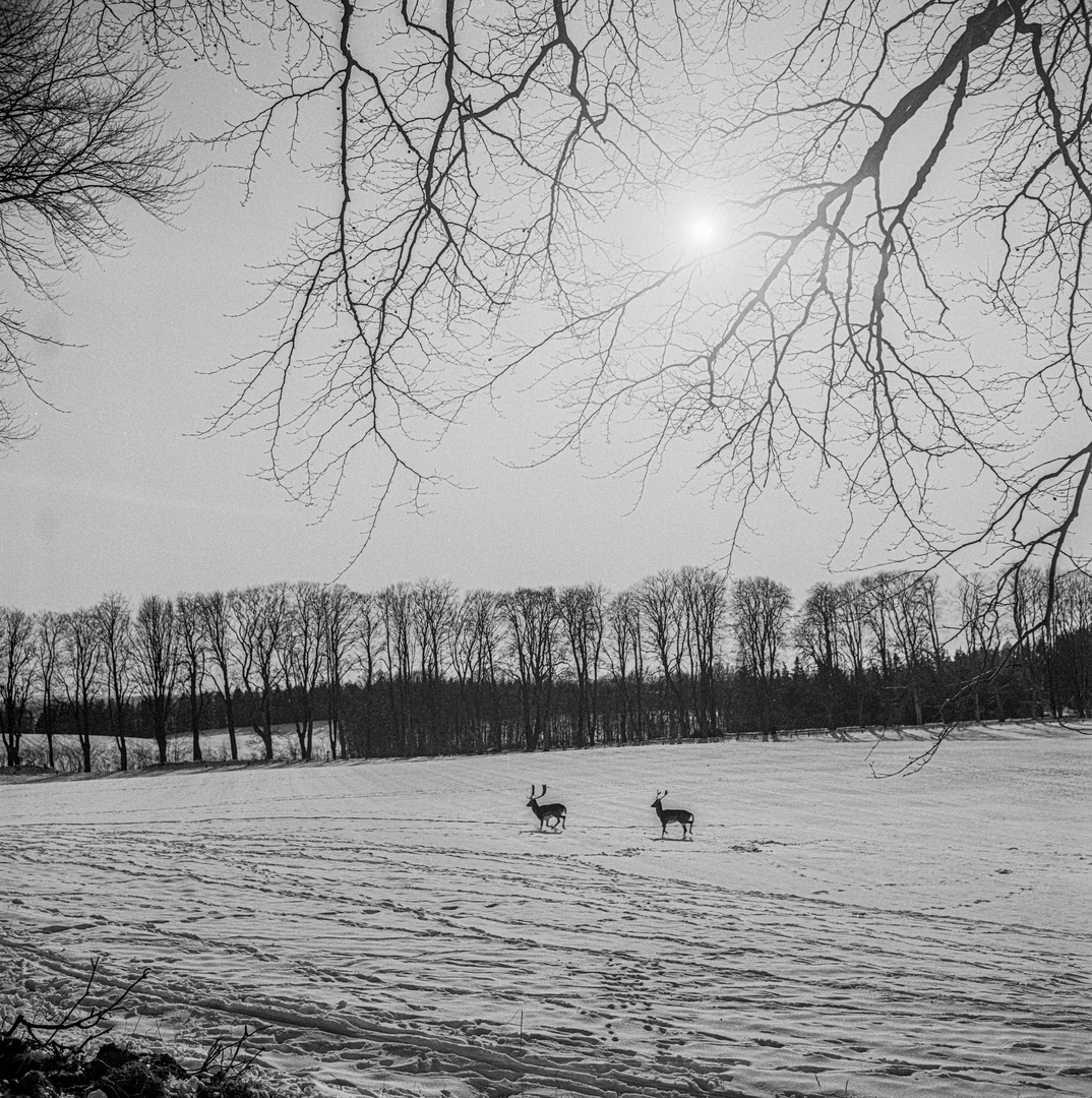 Schneefeld mit Damwild 