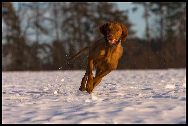 schneeflitzer