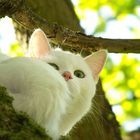 Schneeflocke im Baum