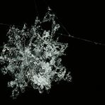 Schneeflocke im Netz