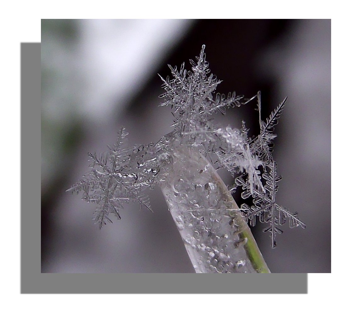 Schneeflocken