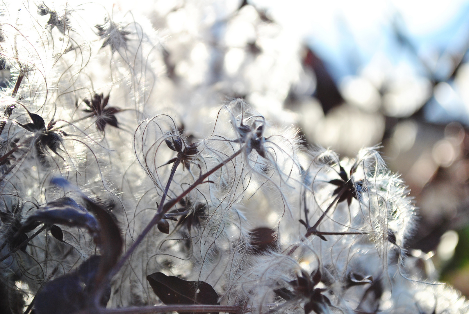 Schneeflocken?