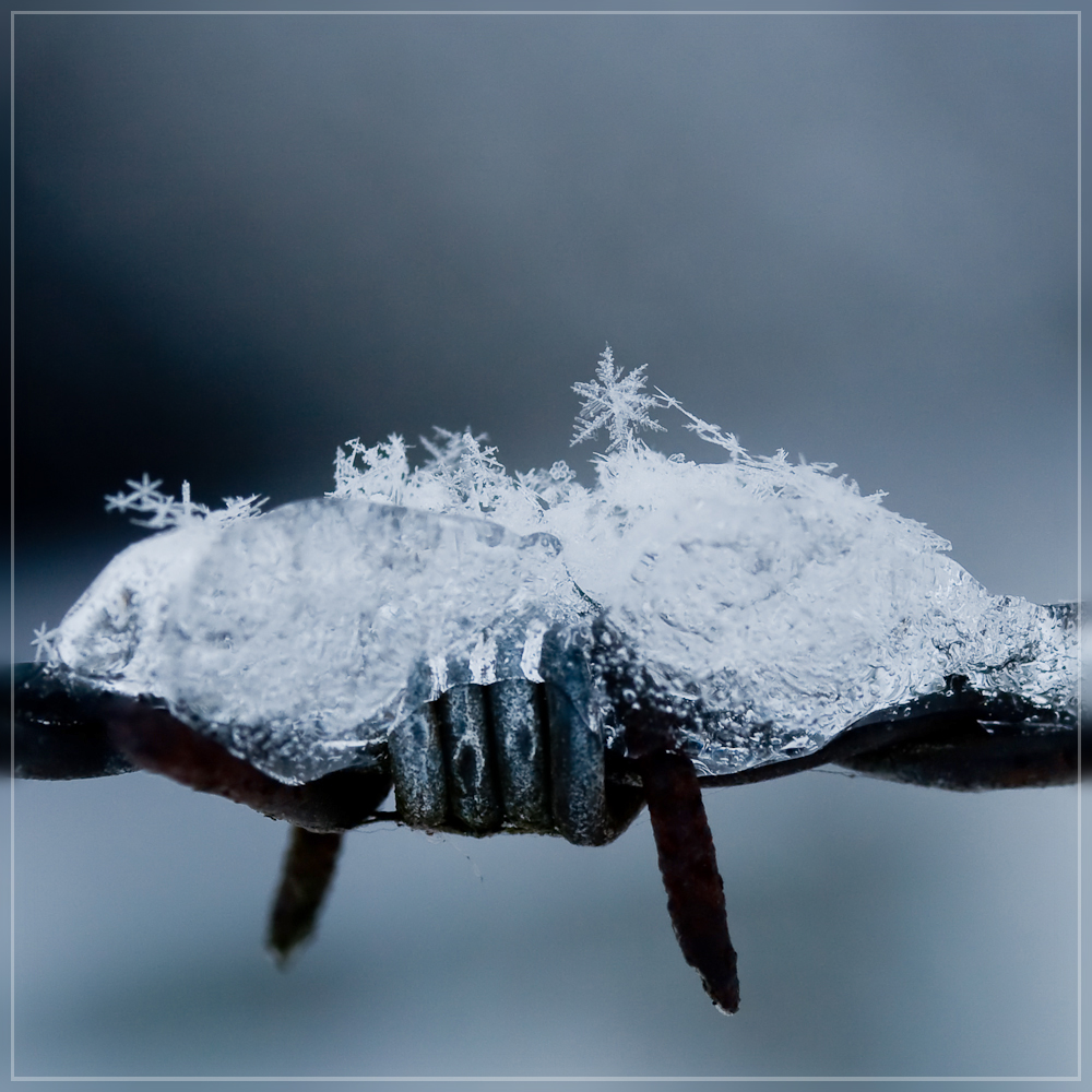 Schneeflocken auf Stacheldraht