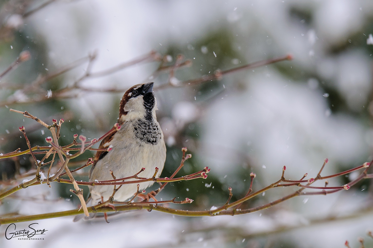 Schneeflocken beobachten