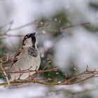 Schneeflocken beobachten