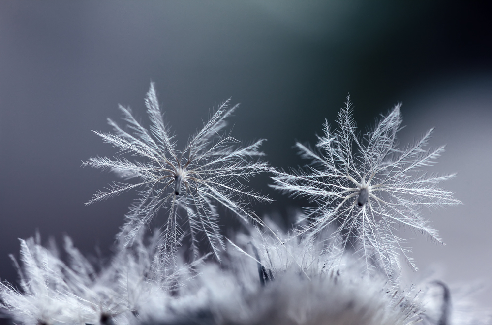 Schneeflocken Foto & Bild naturmakros, naturkreativ