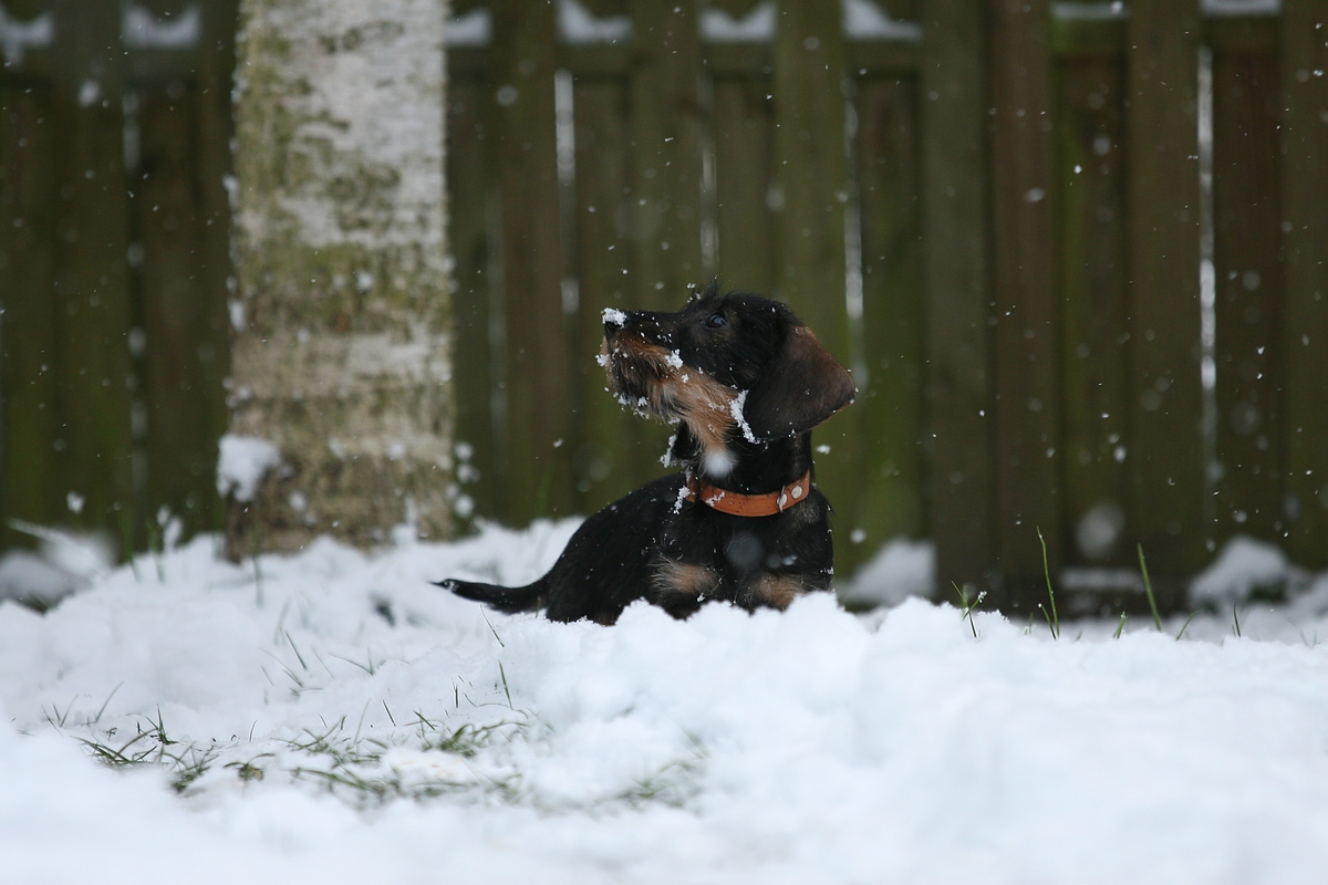 Schneeflocken