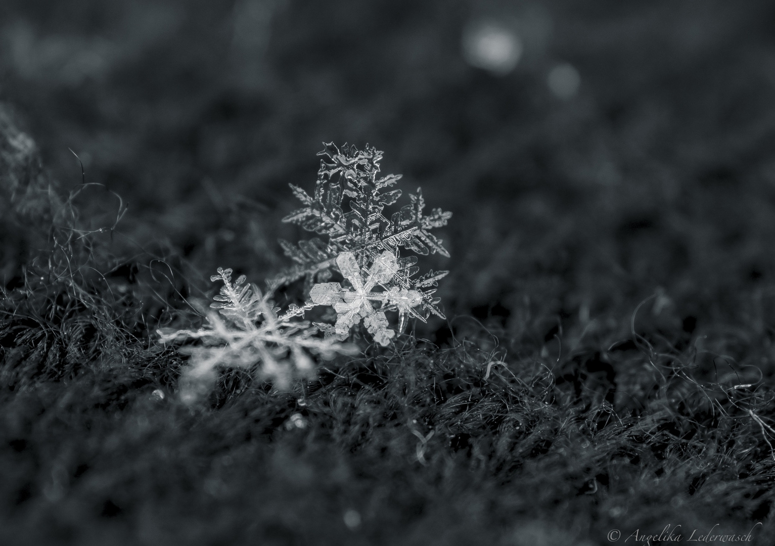 Schneeflocken-Family