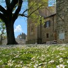 "Schneeflocken" im Frühling in Montepulciano