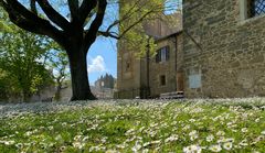 "Schneeflocken" im Frühling in Montepulciano