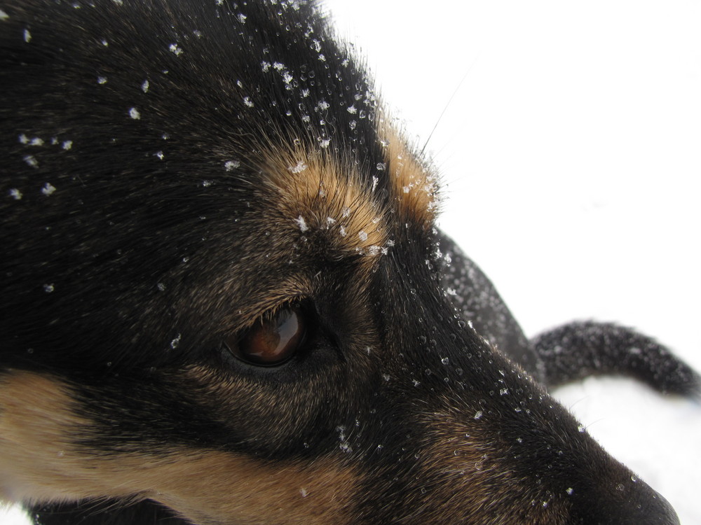 Schneeflocken im Gesicht