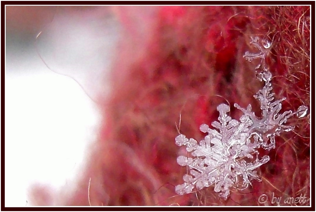 Schneeflocken Makro