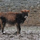 Schneeflocken treffen Auerochsen-Kind