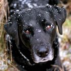 Schneeflocken treffen auf Zucker