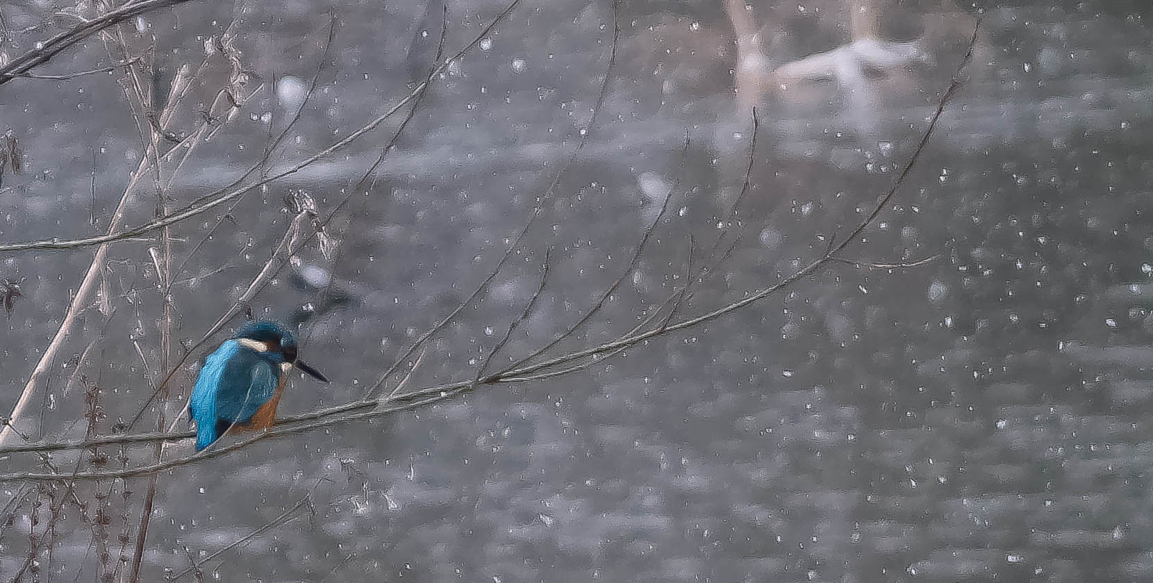 Schneeflocken treffen Eisvogel 