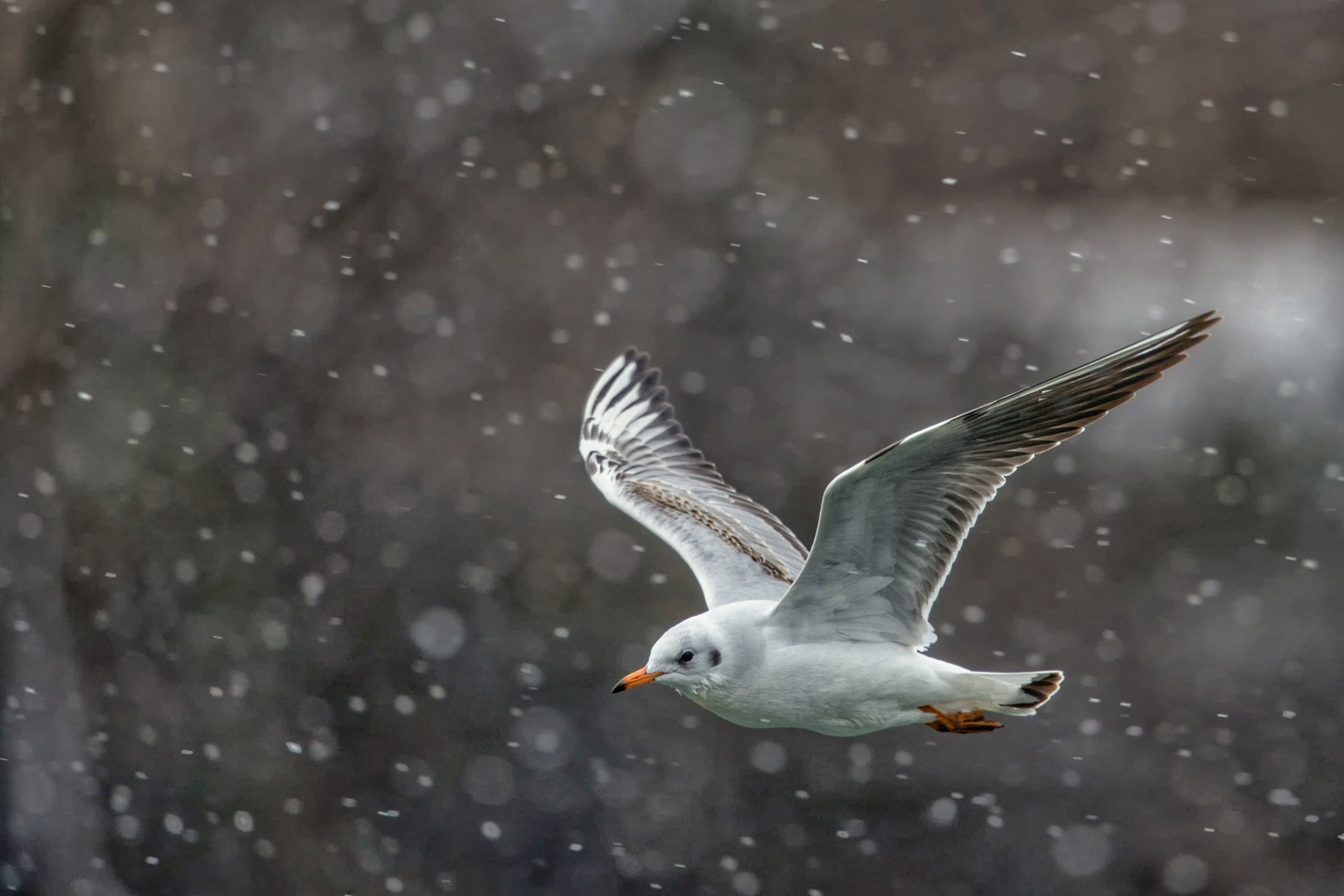 Schneeflocken und Möwe