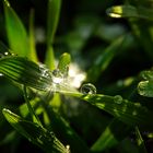 Schneeflocken und Wasserperlen im Frühling