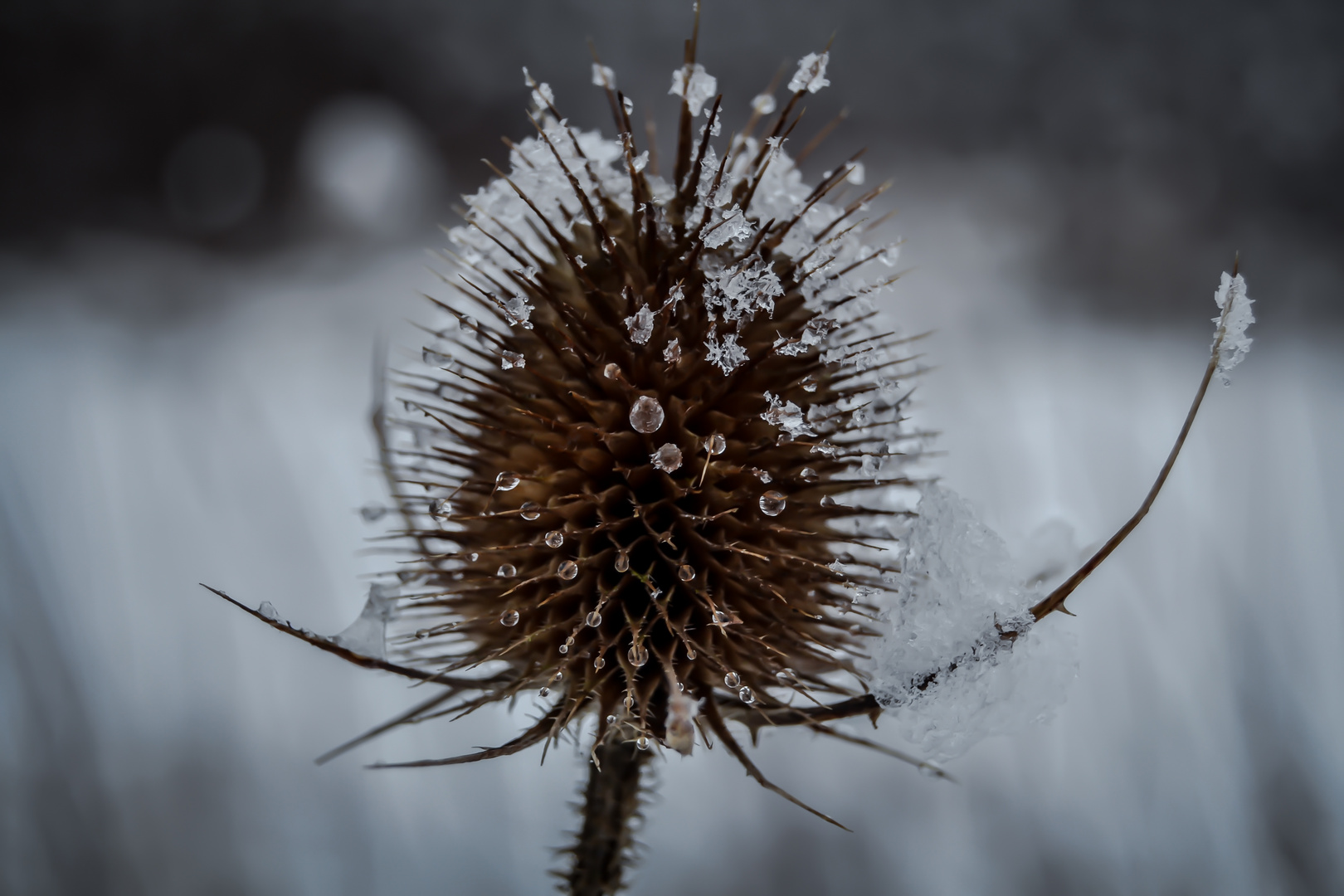 Schneeflocken & Wassertropfen