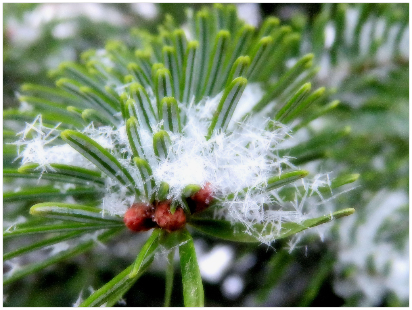 Schneeflocken zwischen Fichtennadeln