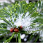 Schneeflocken zwischen Fichtennadeln