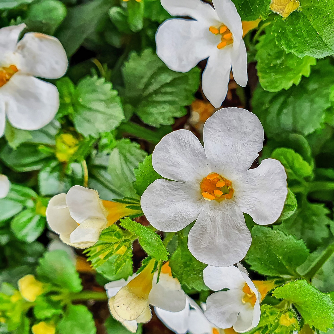 Schneeflockenblume