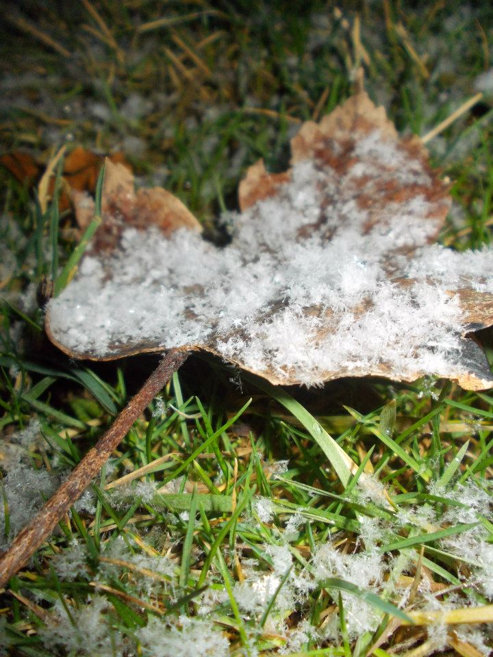 Schneeflockendecke