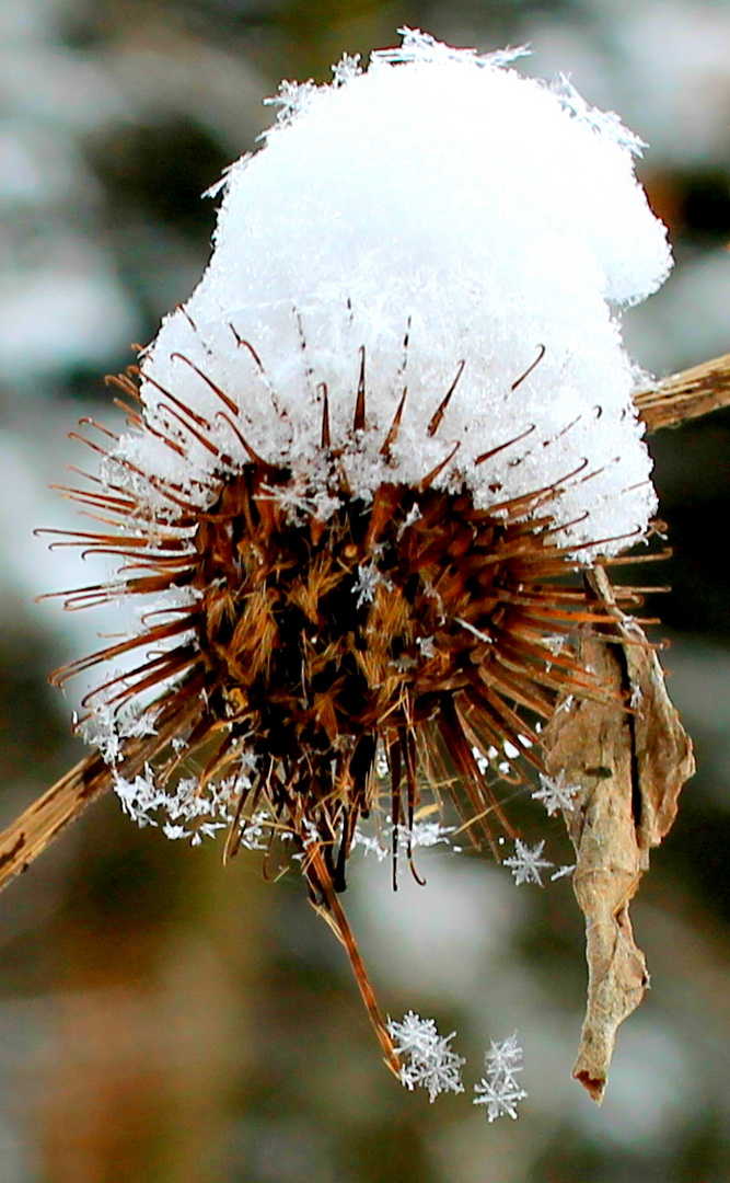 Schneeflockenfänger