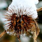 Schneeflockenfänger