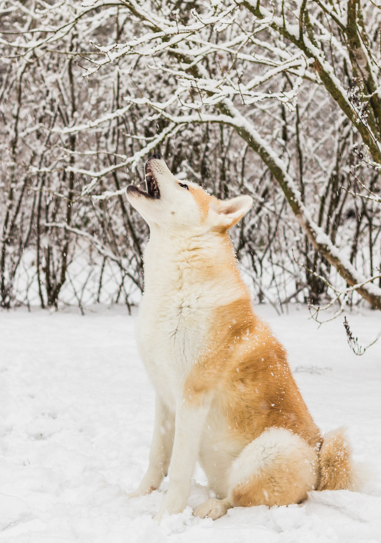 Schneeflockenjagd *