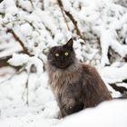 Schneeflockenlandeplatz - mitten auf dem Ohr