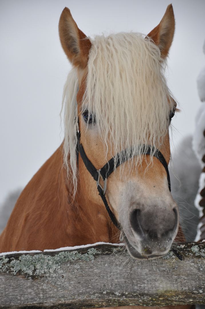 "Schneeflockes" Freund