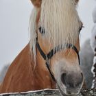 "Schneeflockes" Freund