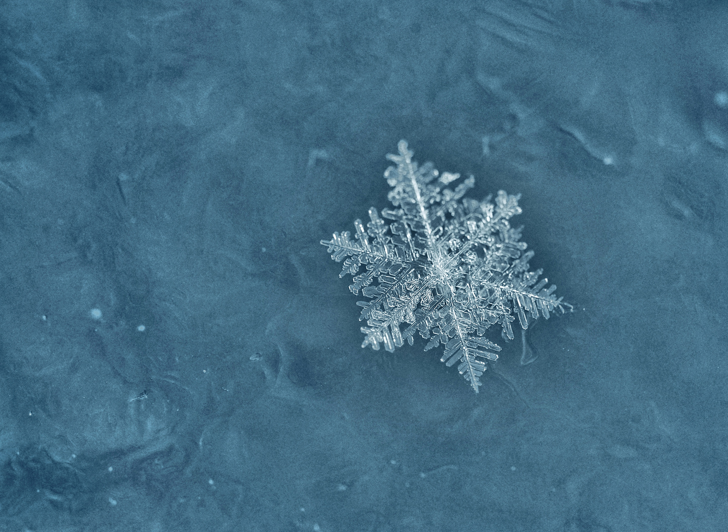 Schneeflöckchen