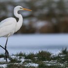 ...Schneeflöckchen...