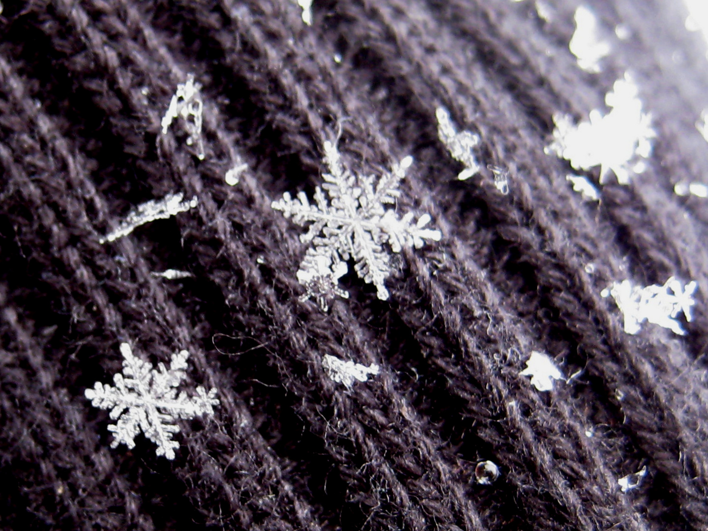 Schneeflöckchen Foto & Bild jahreszeiten, winter, natur Bilder auf