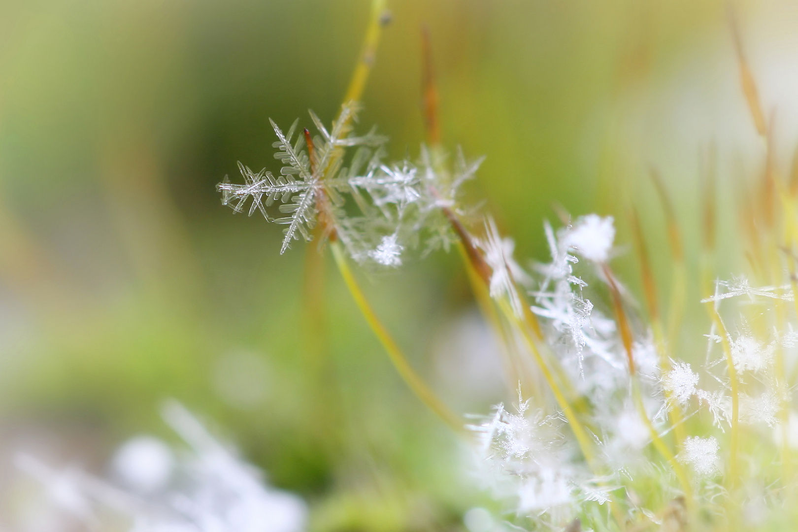 Schneeflöckchen