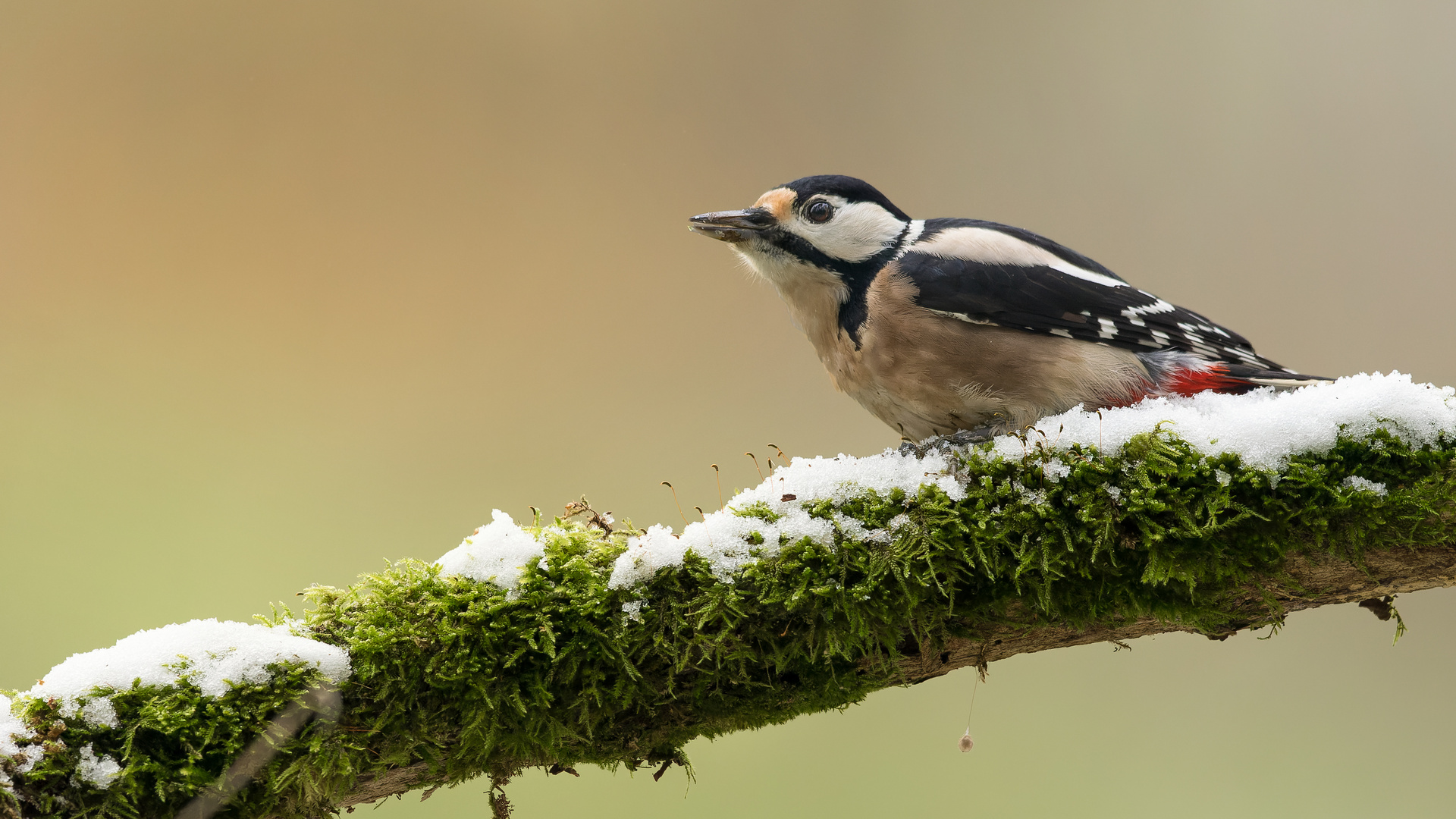 Schneeflöckchen