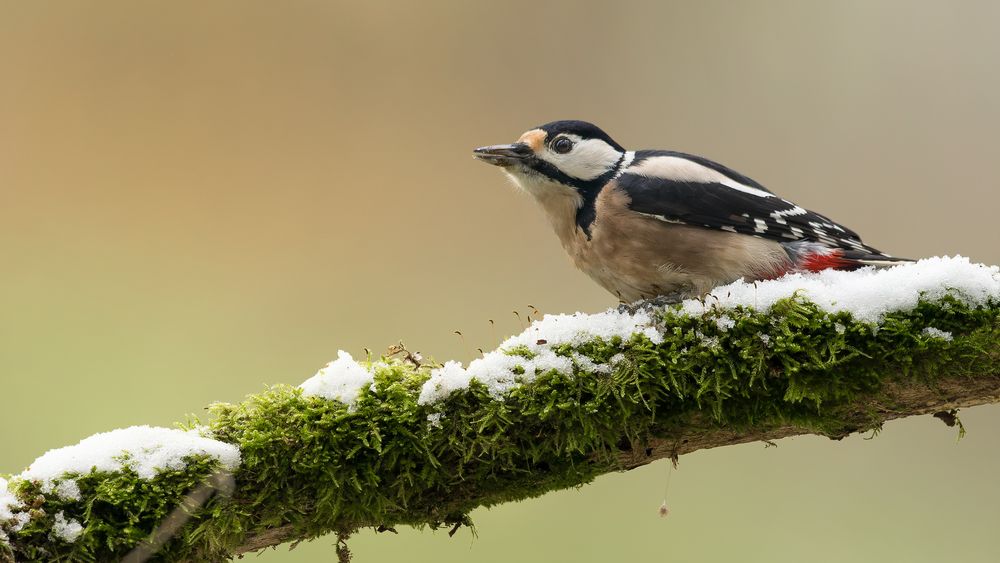 Schneeflöckchen Foto & Bild wald, winter, schnee Bilder auf