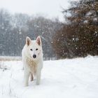 Schneeflöckchen ....