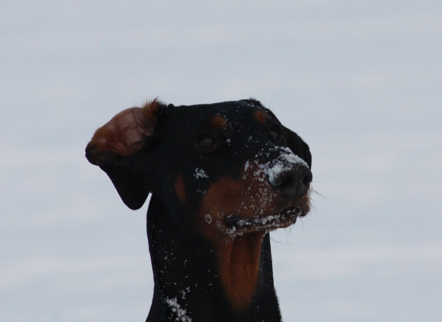 Schneeflöckchen