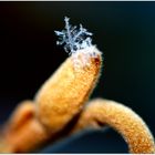 Schneeflöckchen an der Zaubernuss